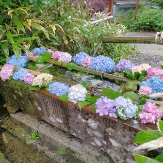 紫陽花で縁取られた手水鉢でfin.