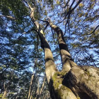 紅葉したら素敵でしょうね✨️