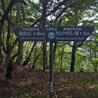 大界木山山頂に到着。もはや西丹沢の領域だし、昨日の夕立でしっとりしているので、ヒルに取り付かれないようにすぐに立ち去る
