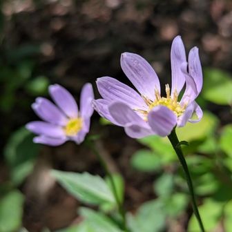 ミヤコワスレ。息長い。
