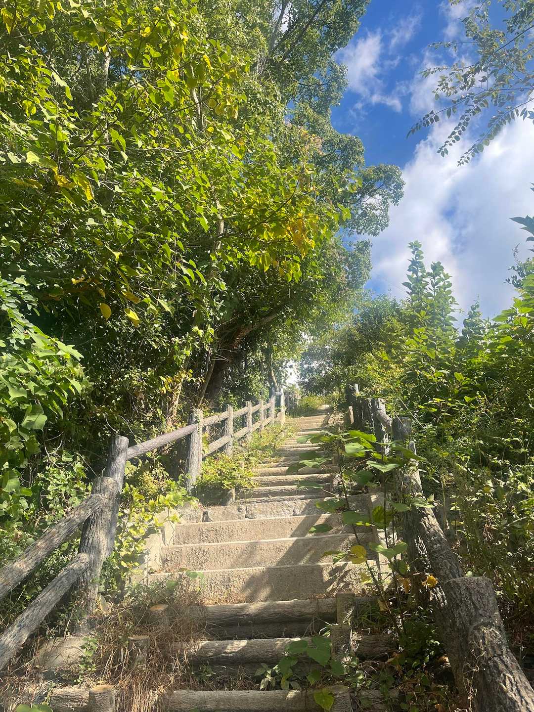 油コブシ-六甲山上駅の写真