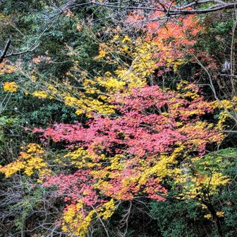 🍁💛綺麗〜😍