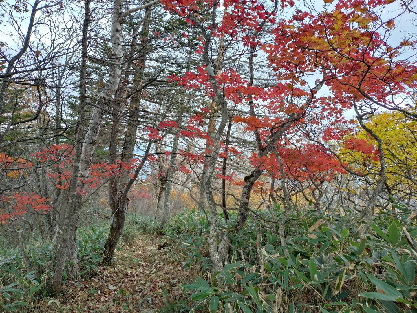 滑りそうな箇所を
お声掛けしながら
クリア！

後半は
綺麗に刈られた登山道


「後は楽勝ですね」

そんなお話されたので

残りは
マイペースで

進ませていただきました。


紅葉綺麗🍁

広い登山道
フカフカの道

気持ち良い٩(♡ε♡ )۶
