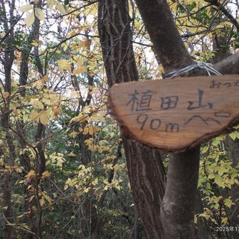 植田山 90m。眺望は無し