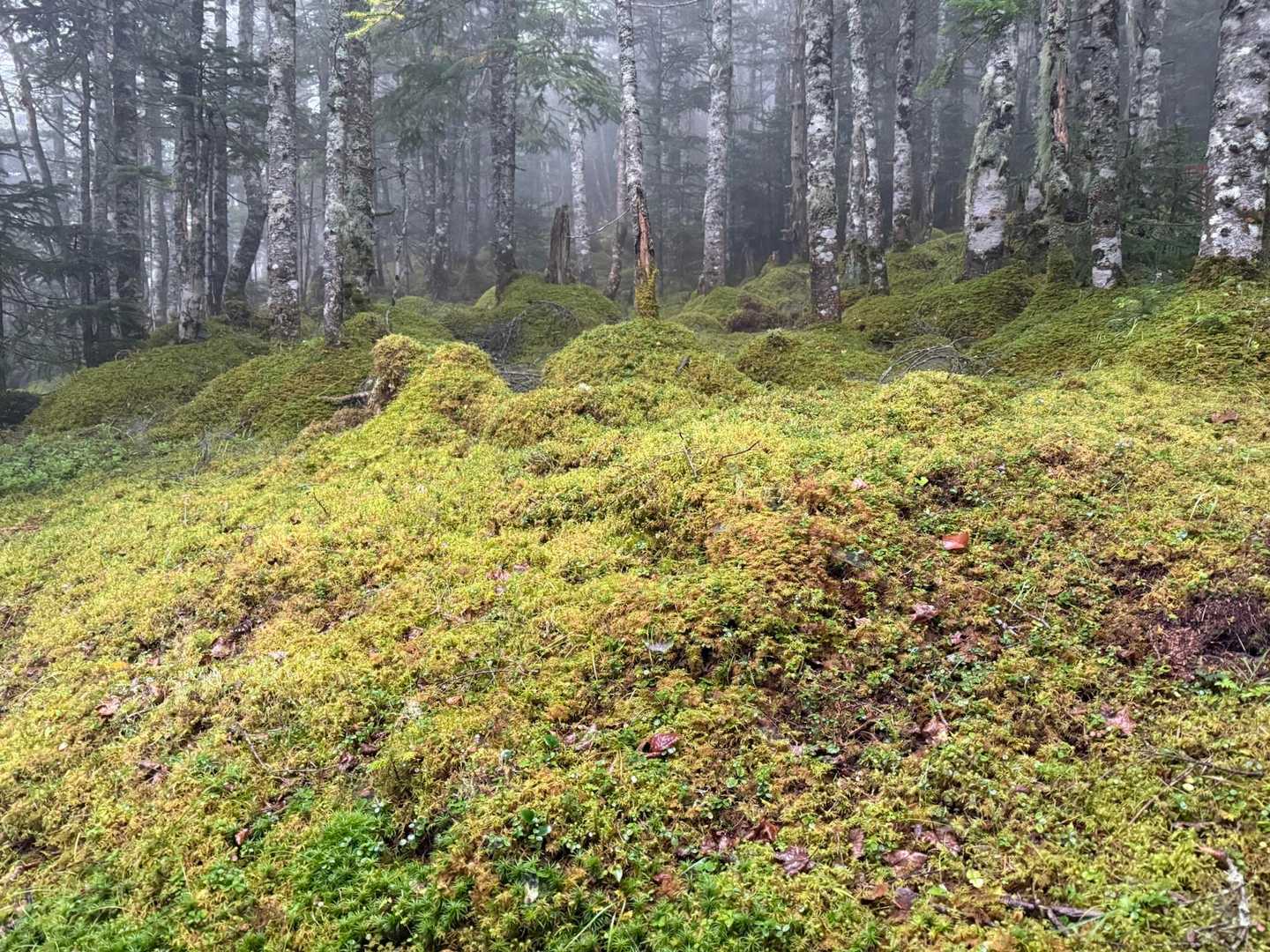 苔の絨毯
さすが八ヶ岳✨