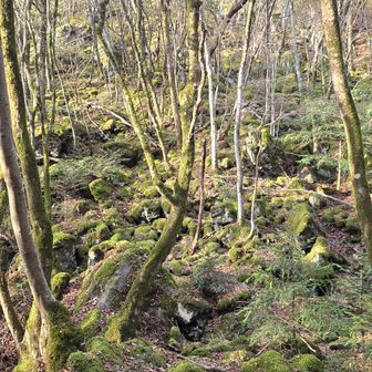 苔の名所も季節外れ