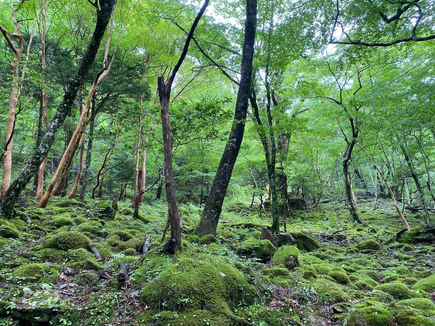 弥山登山口-弁天ノ森 往復コースの写真