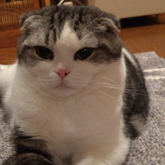 マーシおじさん