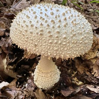 おっき〜い🍄‍🟫