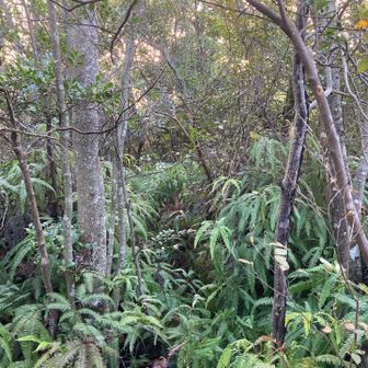 途中の分岐から阿光山は踏み跡だよりで山頂はこんな感じでした