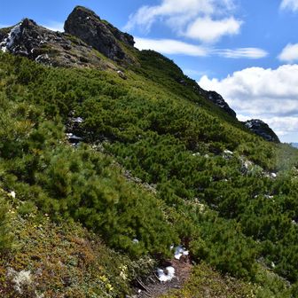 アンギラス周辺は岩々なのでハイマツも茂っておらず案外歩き易かった、、と振り返る。