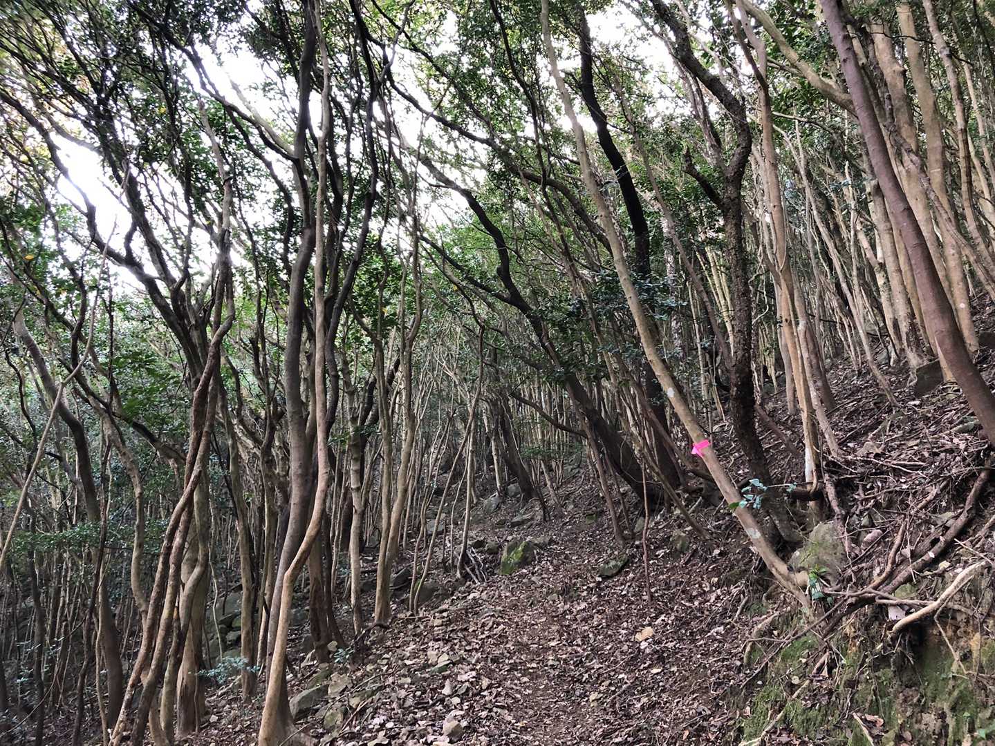 明神山 往復コースの写真