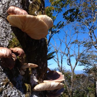 最も食中毒の発生件数が多い有名な毒きのこ、ツキヨタケ（月夜茸）の可能性が極めて高い、とグーグル先生が教えてくれました🍄
秋にブナの立ち枯れ木や倒木に重なるようにして生えるのは、ツキヨタケの典型的なスタイルなんだって。
ちなみに「月夜」の名が示す通り、新鮮なものは夜暗闇に持っていくと、ヒダの部分がぼんやりと緑色に怪しく発光✨️するという不思議な性質があるらしい。へぇ～🙂‍↕️