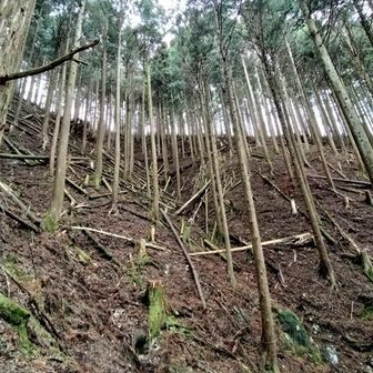 熊野古道 小辺路 管理された森、ですね