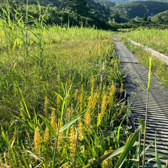 キンコウカ
この先から、いよいよ須川コースへ行くよ🏃‍♀️
