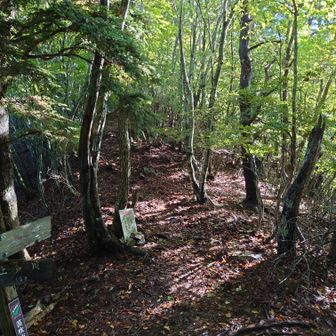 「神座山川（かみざやまかわ）分岐」まで来た。
ここから本道を逸れて、マイナーピークを拾いに行きます。
この分岐付近の拓けたエリアは別名「檜峯・すずらん十字路」とか「上芦川分岐」とか「ジョーリヌキデイラ」とか呼ばれていて一定しません。
ヤマレコでは「ジョーリヌキデイラ」と表示されますが、この地名の由来は不明だそうで、別班の情報では、「草履（ジョーリ）を脱いで（ヌキ）休憩した平地（ダイラ）」、転じて「草履脱ぎ平（ぞうりぬぎだいら）」がなまった地名説が有力だそうです。