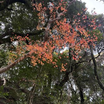 紅葉が残ってました🍁なんか嬉しい☺️