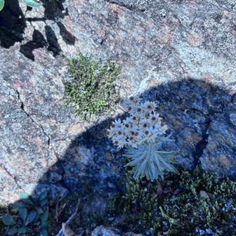 休憩場所で見つけたお花