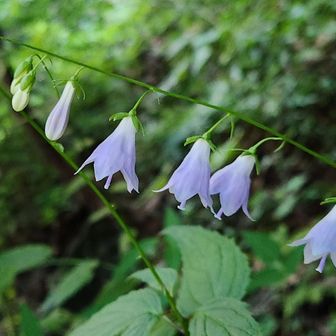 この花は登山道脇に沢山咲いていました。