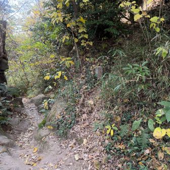 あるじゃん！右に踏み跡が！