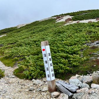 この山域には銀鉱山跡があり、天保時代の頃まで採掘が行われていたそうです⛏️その鉱山までの道が登山道となっていて蓮華温泉まで繋がっています♨️

小丸さんの当初はここから下山予定でした🚙そしたら私はここから先は独りぼっちでしたが、小丸さんが有給を取ってくれたおかげで「お二人様」で歩くことができました🤗