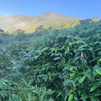 大峠手前までくるとガスが取れてきました
濡れた笹を避けながら峠へ