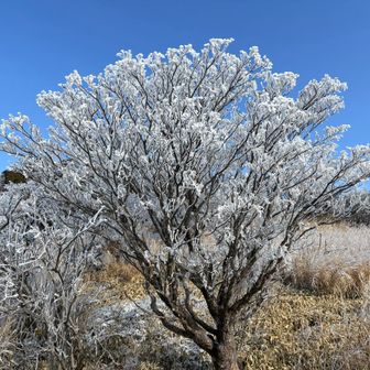 カゴノキにも立派な霧氷❄️