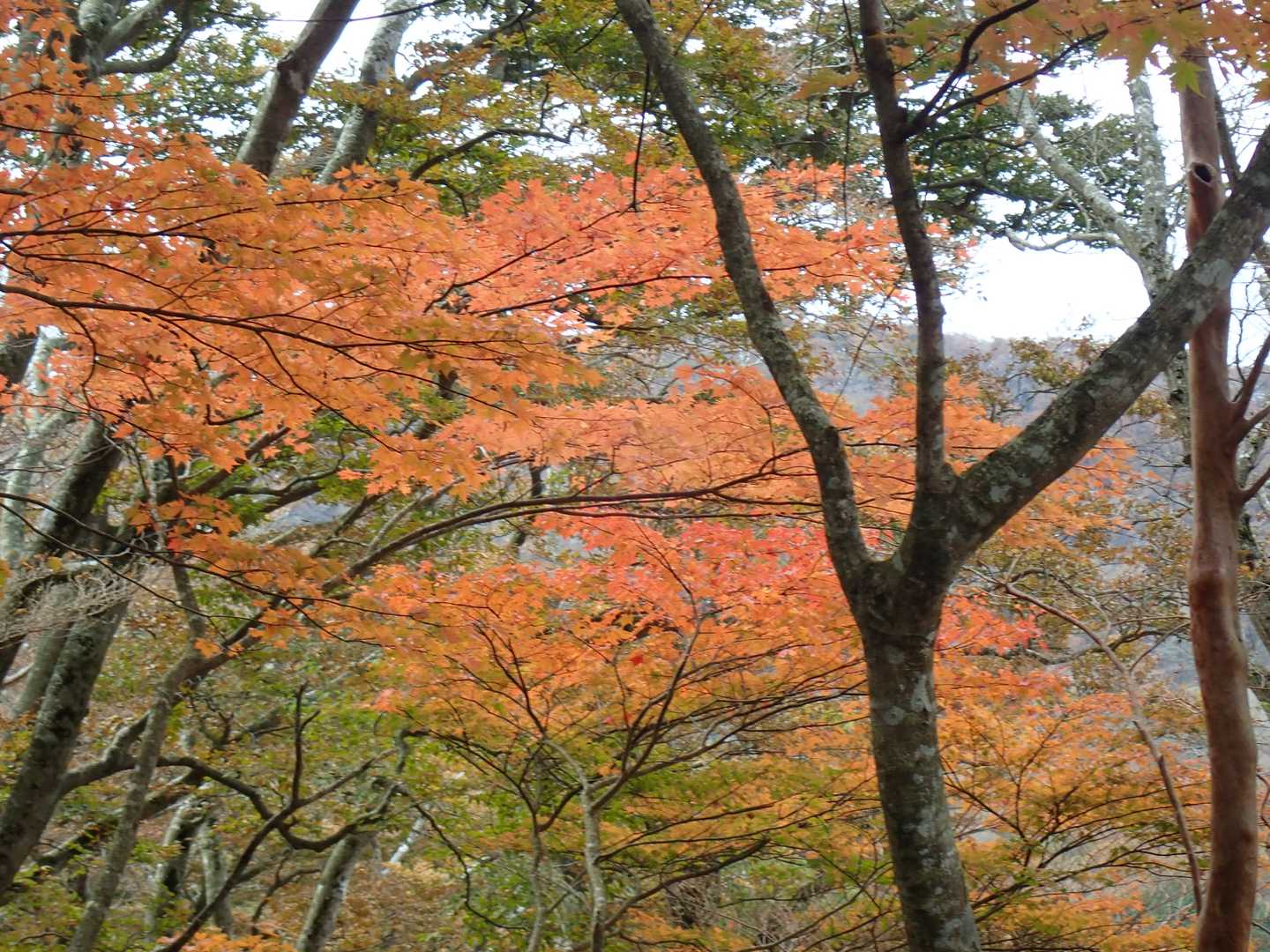 天城山縦走コースの写真