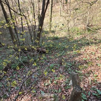 クロモジの花
下の斜面にはカタクリの群生(花はまだ)、わかるかな？