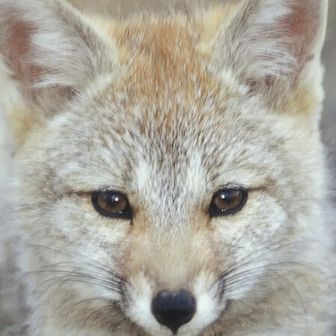 ぶよちゃん