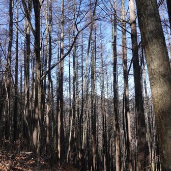 あれが高鳥屋山かなあと思いながら。