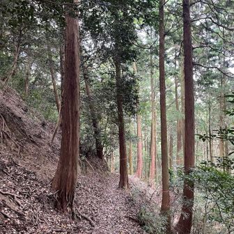 下りは登山道を味わえる