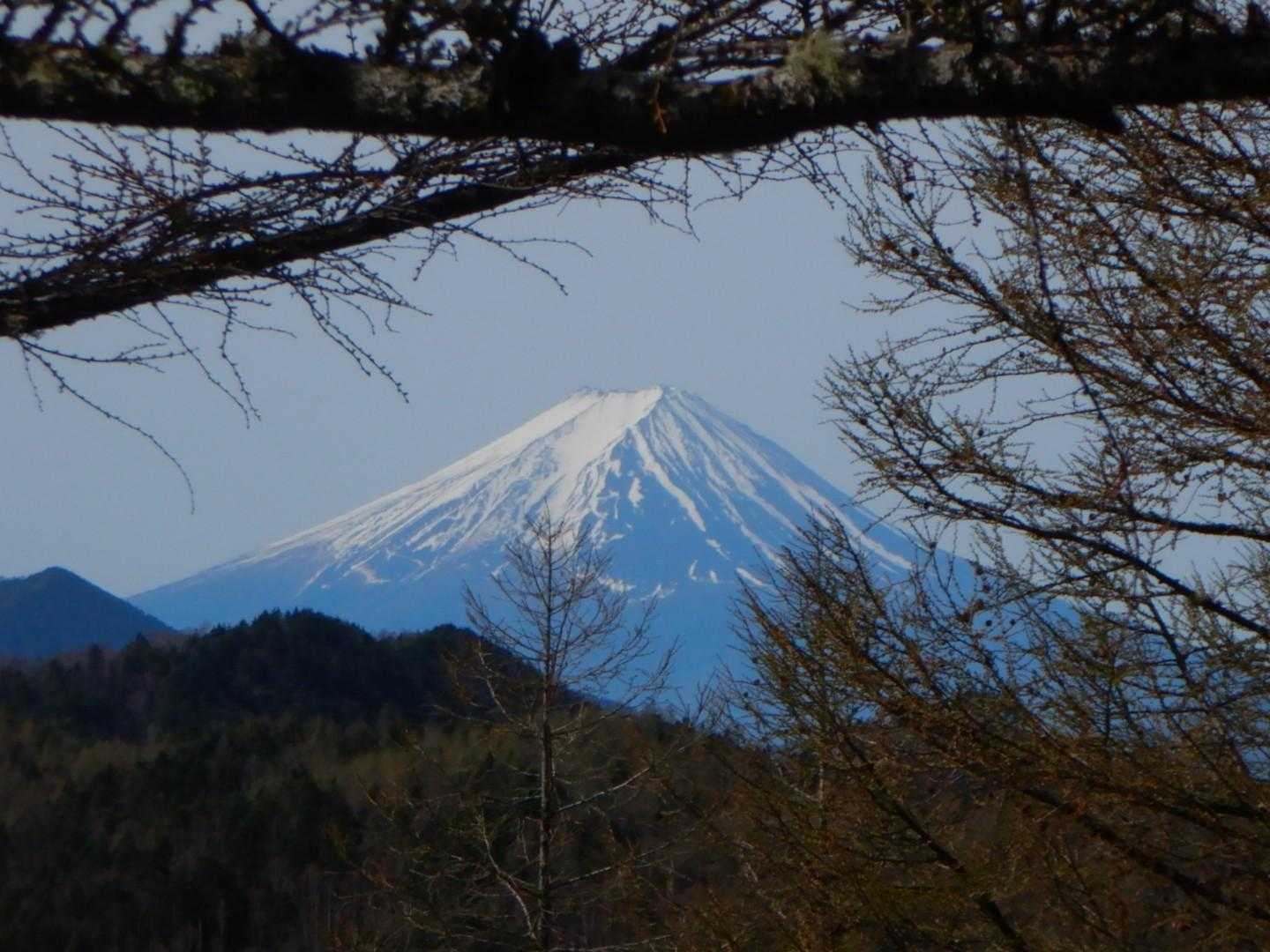 樹間から富士山🗻