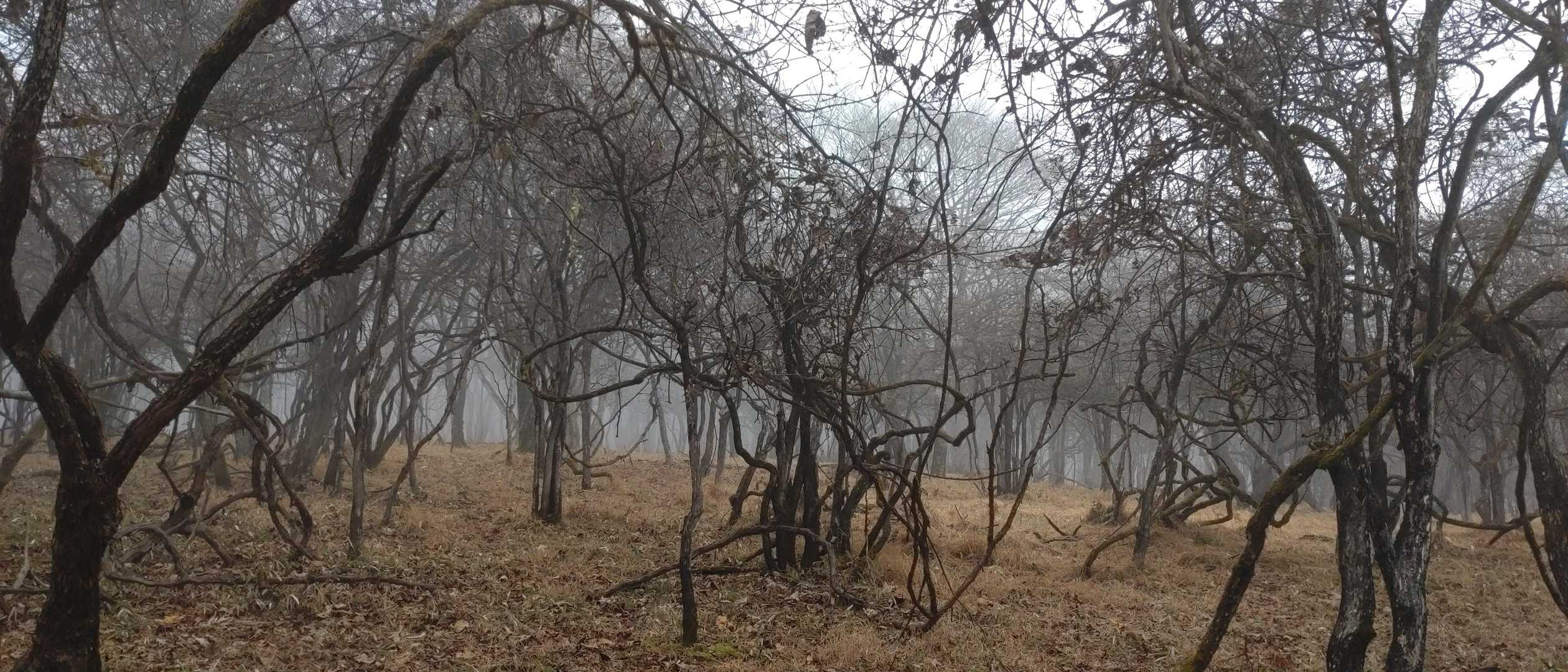 星尾峠-荒船山-荒船山 往復コースの写真