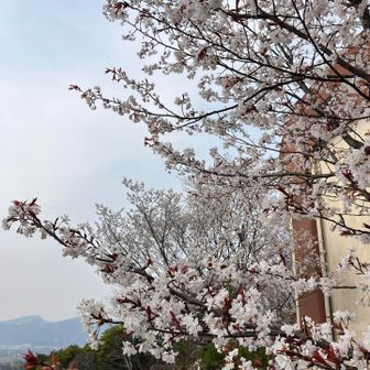 タンクを囲む桜は満開🌸🌸🌸
ヤマザクラかな