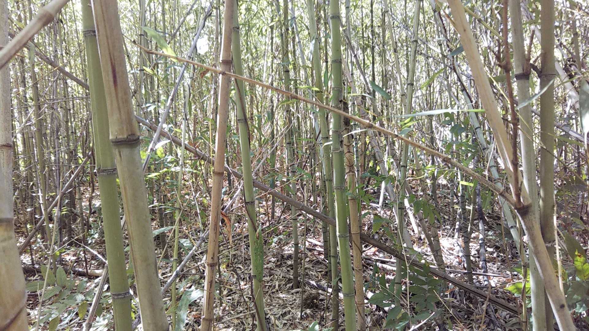 城山への道
また竹林❓
弓矢はいっぱい作れそうか🏹