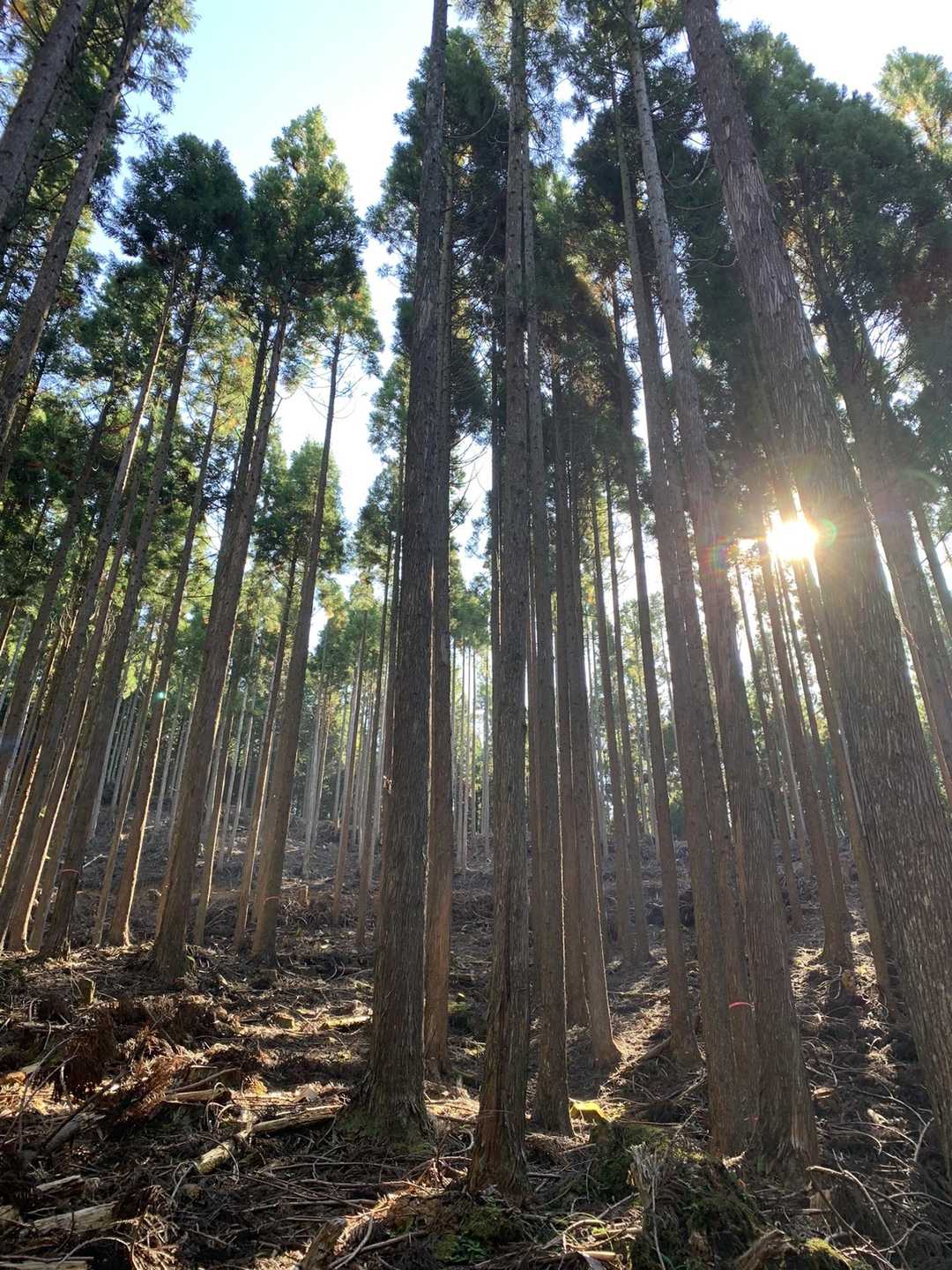 日差しが心地よい。