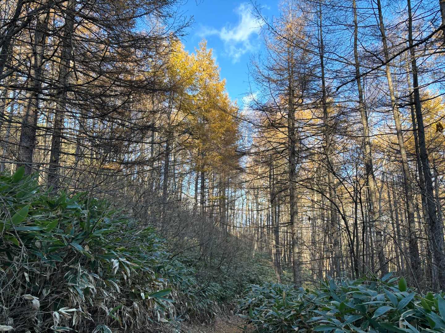 カラマツの黄色も💛