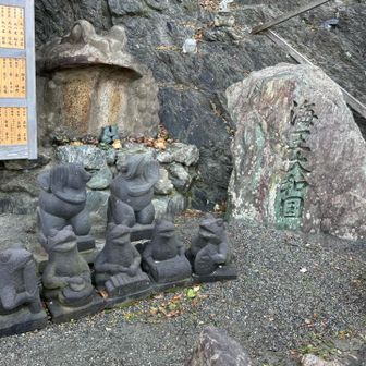 蛙🐸がたくさん