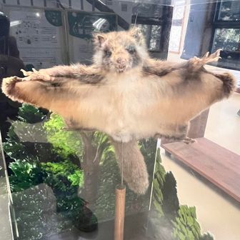 コレはムササビ💕
飛んでるところ見てみたい🥰