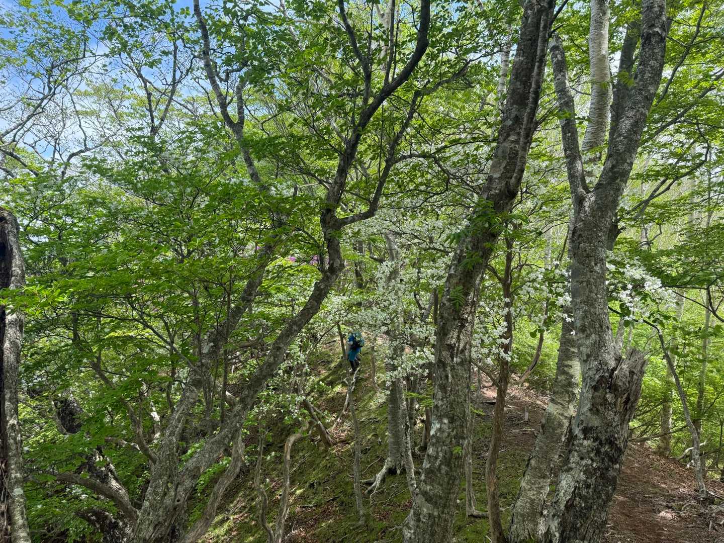 八方ヶ原大間々台登山口-剣ヶ峰-大入道 周回コースの写真