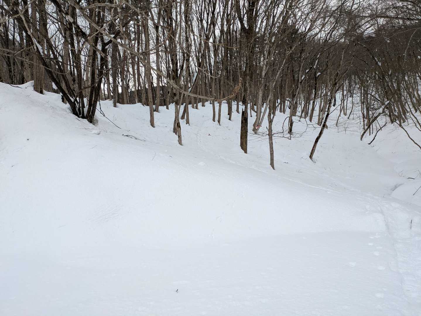 雑木林を登っていきます