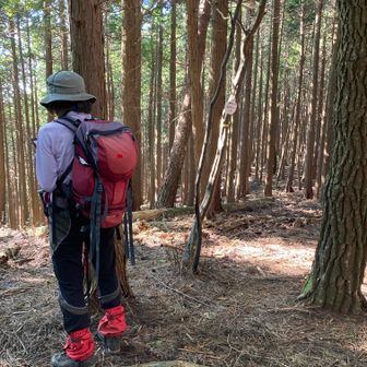 高畑山山頂　577m
周囲360度植林です。展望無し。