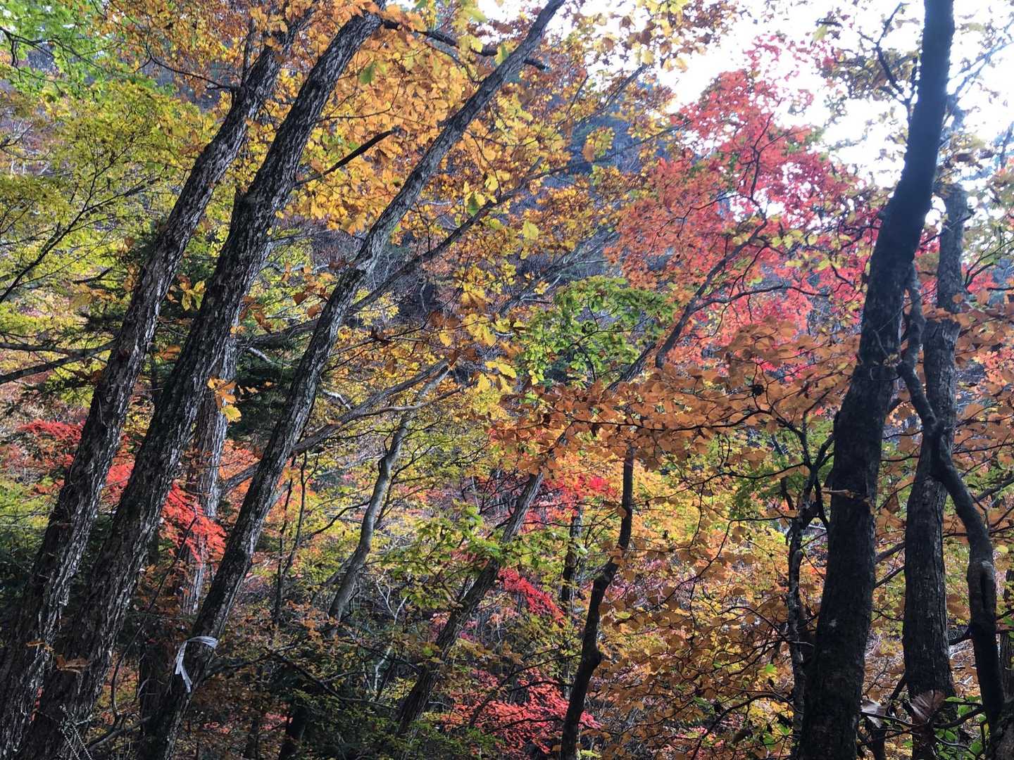 滝子山 往復コースの写真