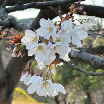 さくら🌸