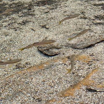 透明だから魚が沢山見れる