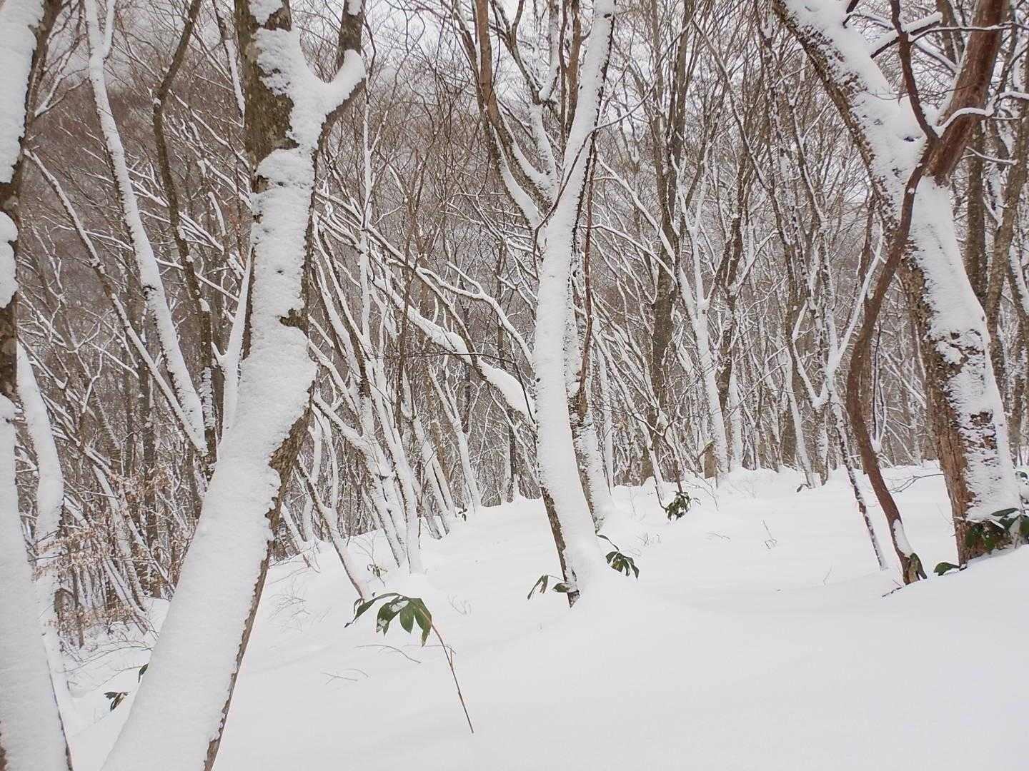 ひろしま県民の森登山口-毛無山 往復コースの写真