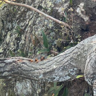 烏帽子岩から少し歩いた
岩場の所で
スズメバチが3匹🐝🐝🐝
警戒してました💦
巣があるかもしれないので
気をつけてください⚠️