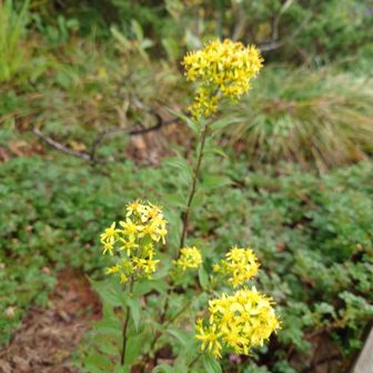 ミヤマアキノキリンソウ、アキノキリンソウと違い頂部に花が固まって付きます！