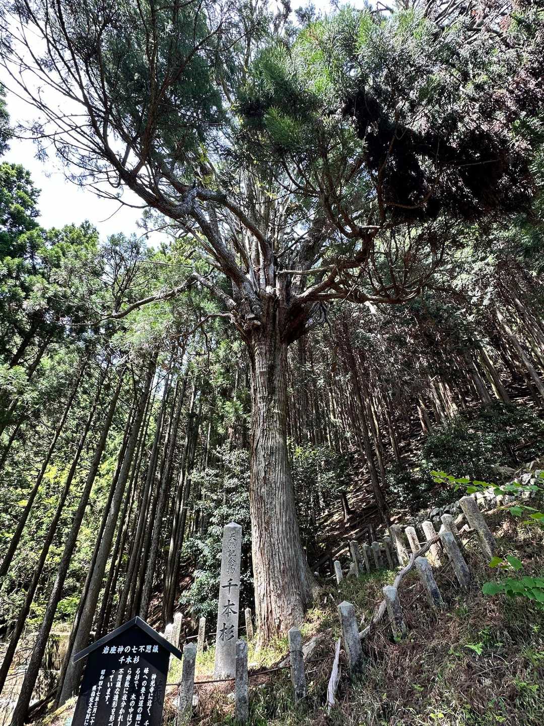 千本杉